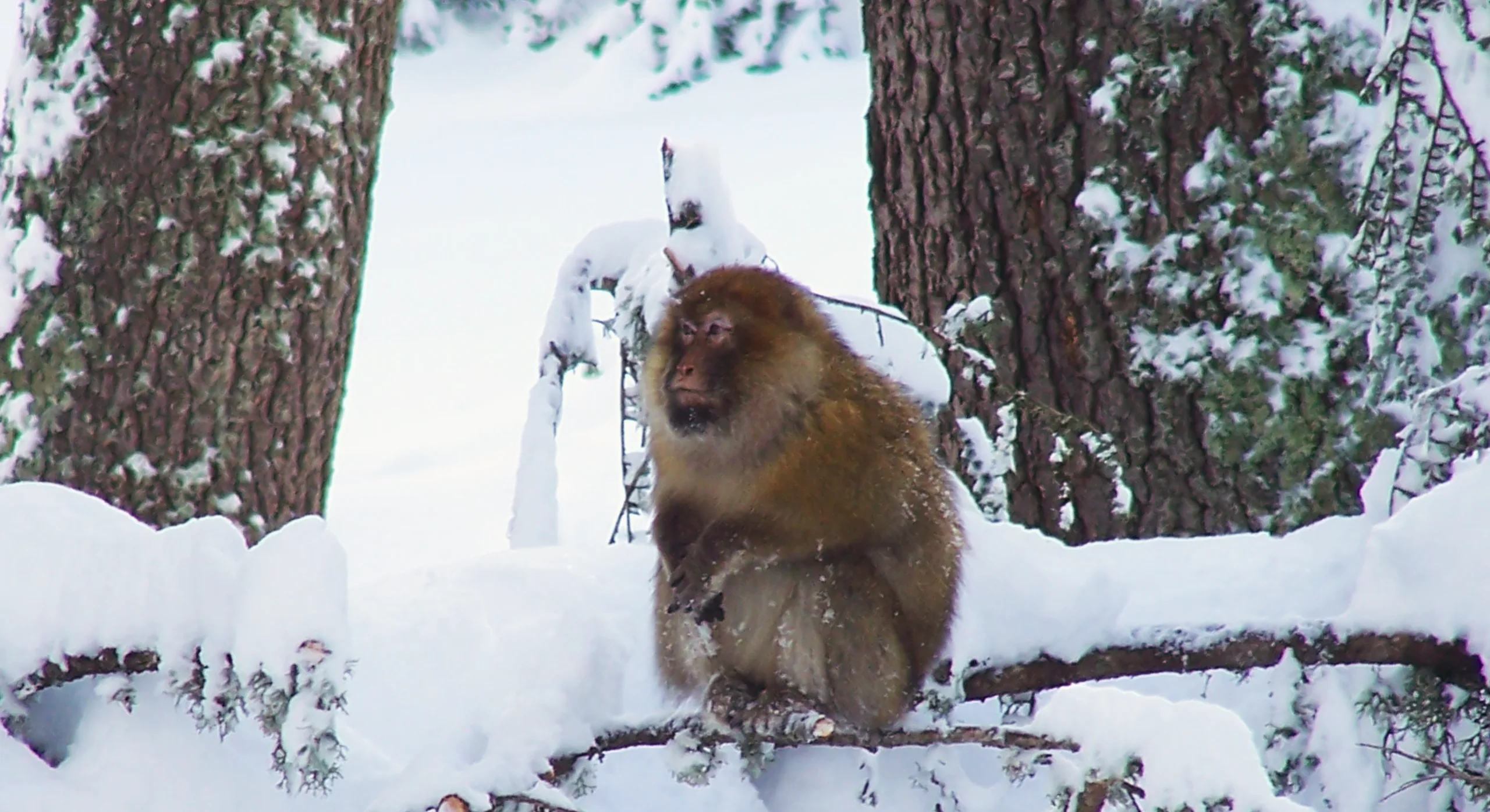 A Barbary macaque in the cedar forest of the Middle Atlas